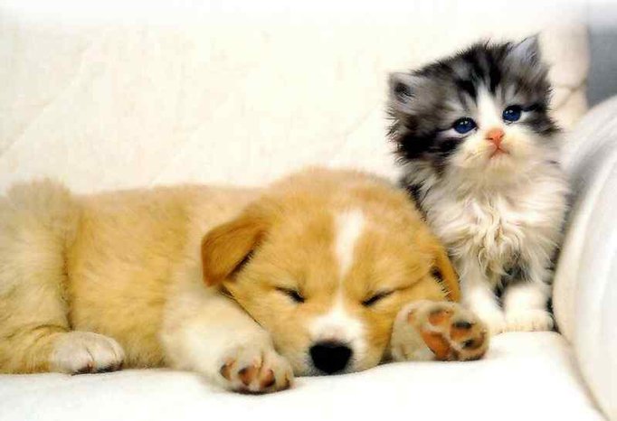 dog.bmp