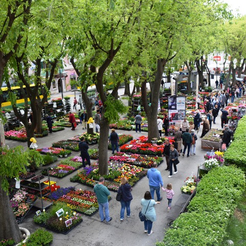 Giardini - fotografija iz arhive