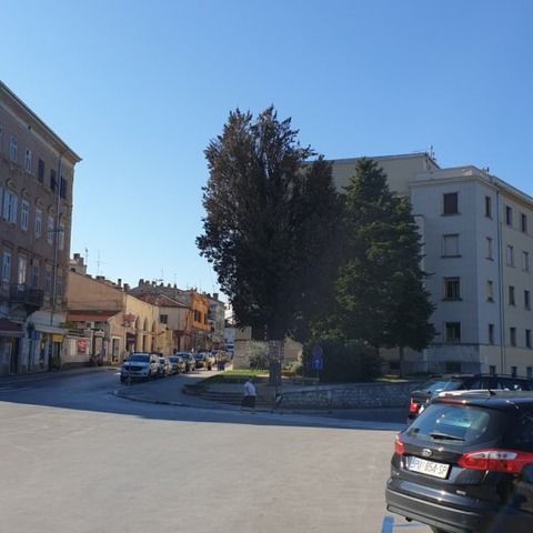 Istarska ulica - suhi čempres