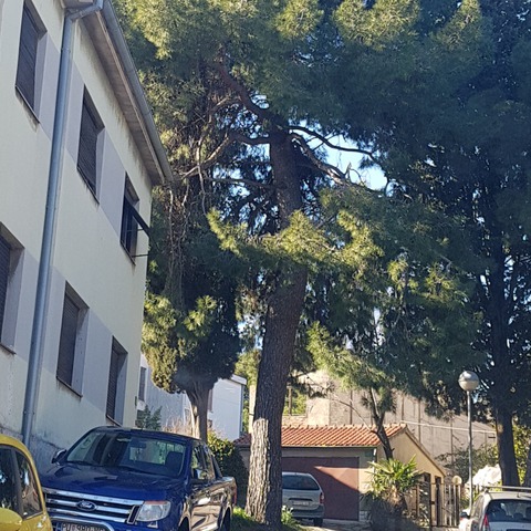Mažuranićeva ulica - bor