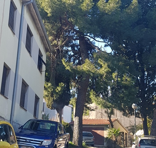 Mažuranićeva ulica - bor