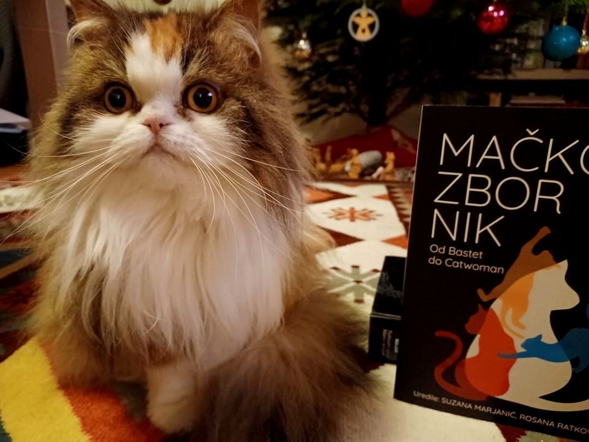 Mačkozbornik