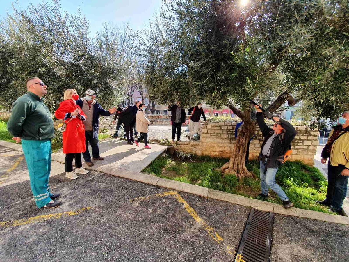 Elena Puh Belci prisustvovala rezidbi maslina na Usponu sv. Stjepana