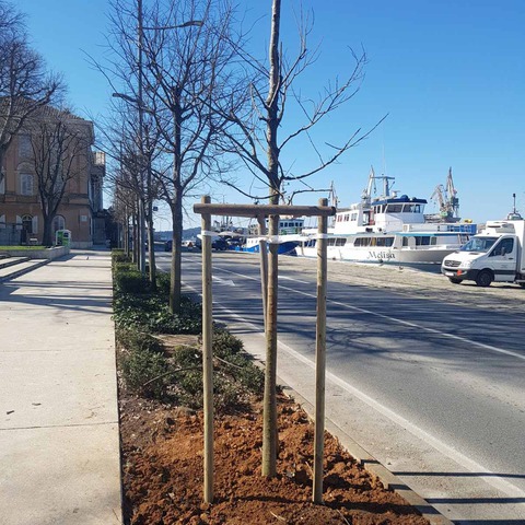 Sadnja stabala u Ulici _Riva