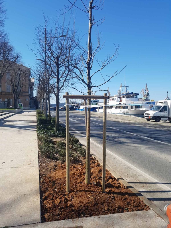 Sadnja stabala u Ulici _Riva