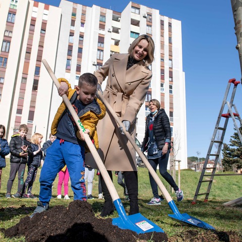 Sadnja stabala u Koparskoj ulici