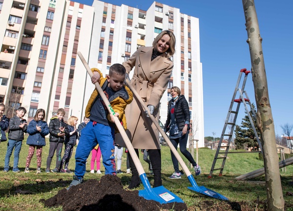 Sadnja stabala u Koparskoj ulici