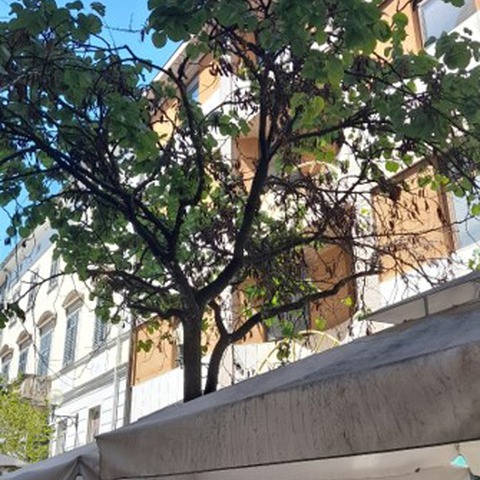 Flanatička ulica - stablo judića