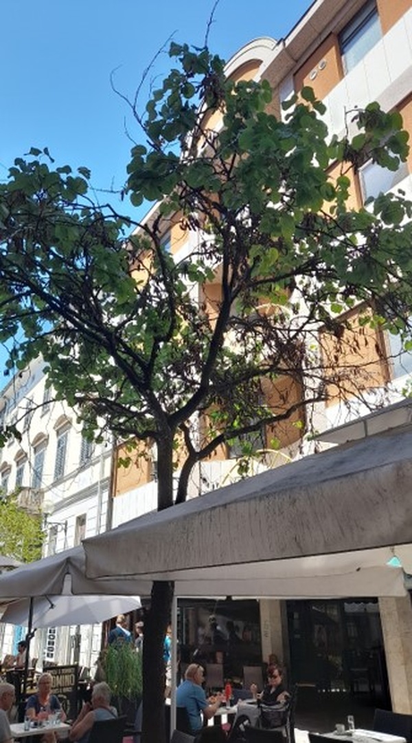 Flanatička ulica - stablo judića