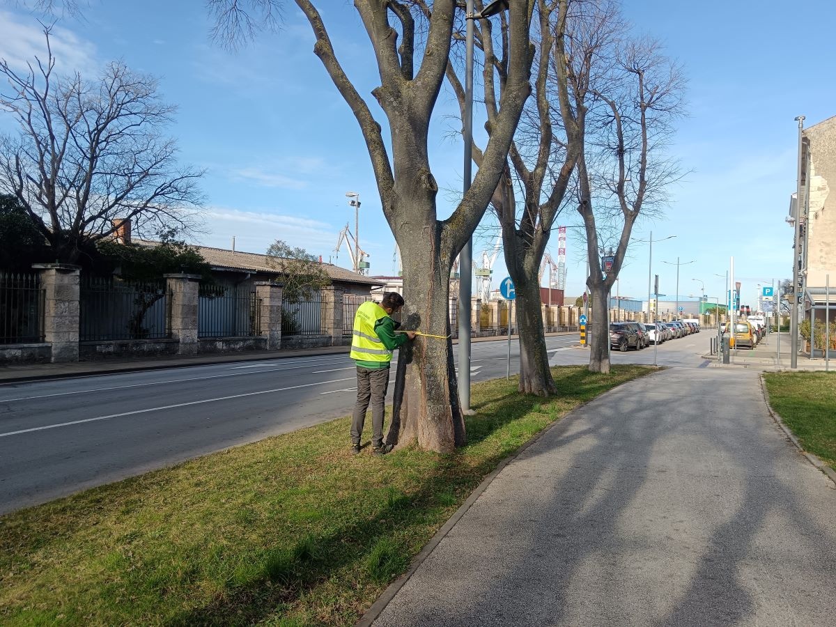 valorizacija drvenastog bilja