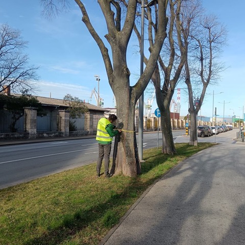 valorizacija drvenastog bilja