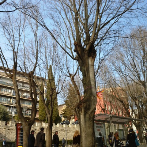 ladonje_Giardini