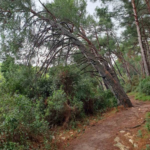 Nagnuto stablo iznad promentice
