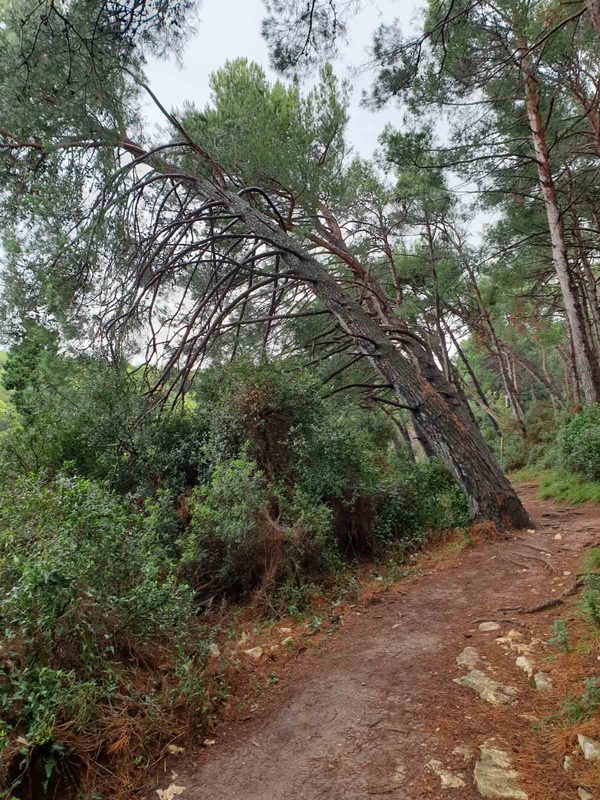 Nagnuto stablo iznad promentice