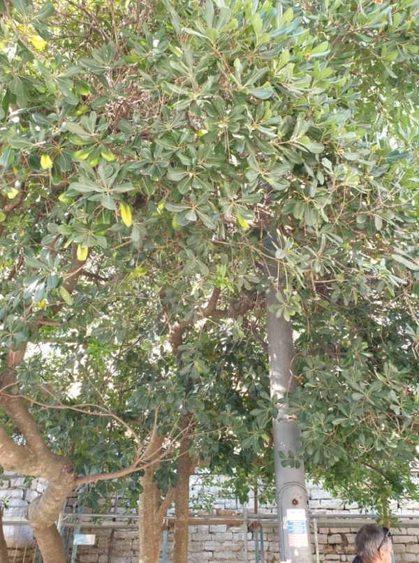 Pittosporum stablo