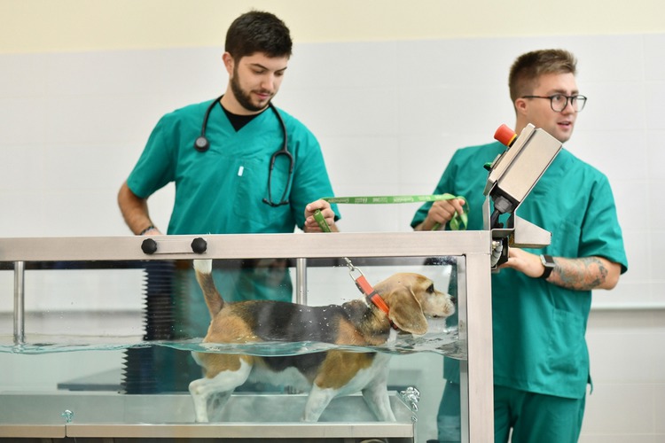 Veterinarski kongres u Puli